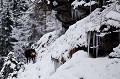  chamois, rupicapra rupicapra, montagne, vertébré, France, mammifère 