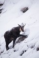  chamois, rupicapra rupicapra, montagne, vertébré, France, mammifère 
