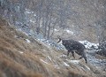  chamois, rupicapra rupicapra, montagne, vertébré, France, mammifère 
