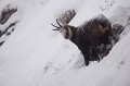  chamois, rupicapra rupicapra, montagne, vertébré, France, mammifère 