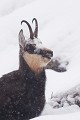  chamois, rupicapra rupicapra, montagne, vertébré, France, mammifère 