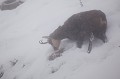  chamois, rupicapra rupicapra, montagne, vertébré, France, mammifère 
