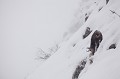  chamois, rupicapra rupicapra, montagne, vertébré, France, mammifère 