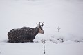  chamois, rupicapra rupicapra, montagne, vertébré, France, mammifère 