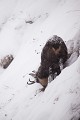  chamois, rupicapra rupicapra, montagne, vertébré, France, mammifère 