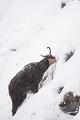  chamois, rupicapra rupicapra, montagne, vertébré, France, mammifère 