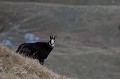  chamois, rupicapra rupicapra, montagne, vertébré, France, mammifère 