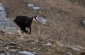 chamois mâle en course en période de rut  