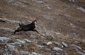 chamois mâle en course en période de rut chamois, rupicapra rupicapra, montagne, vertébré, France, mammifère 
