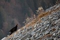  chamois, rupicapra rupicapra, montagne, vertébré, France, mammifère 