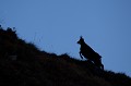  chamois, rupicapra rupicapra, montagne, vertébré, France, mammifère 