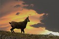  chamois, rupicapra rupicapra, montagne, vertébré, France, mammifère 