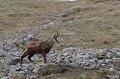  chamois, rupicapra rupicapra, montagne, vertébré, France, mammifère 