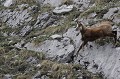  chamois, rupicapra rupicapra, montagne, vertébré, France, mammifère 