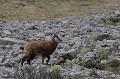  chamois, rupicapra rupicapra, montagne, vertébré, France, mammifère 