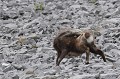  chamois, rupicapra rupicapra, montagne, vertébré, France, mammifère 