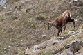  chamois, rupicapra rupicapra, montagne, vertébré, France, mammifère 