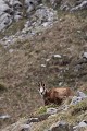  chamois, rupicapra rupicapra, montagne, vertébré, France, mammifère 
