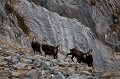  chamois, rupicapra rupicapra, montagne, vertébré, France, mammifère 