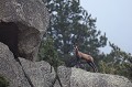  isard, rupicapra pyrenaica, montagne, vertébré, France, mammifère, Pyrénées 