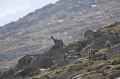  isard, rupicapra pyrenaica, montagne, vertébré, France, mammifère, Pyrénées 