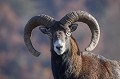  mouflon, ovis gmelini, montagne, vertébré, France, mammifère 