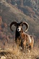  mouflon, ovis gmelini, montagne, vertébré, France, mammifère 