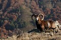  mouflon, ovis gmelini, montagne, vertébré, France, mammifère 