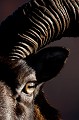  mouflon, ovis gmelini, montagne, vertébré, France, mammifère 