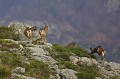  mouflon, ovis gmelini, montagne, vertébré, France, mammifère 
