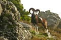  mouflon, ovis gmelini, montagne, vertébré, France, mammifère 