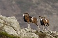  mouflon, ovis gmelini, montagne, vertébré, France, mammifère 