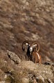  mouflon, ovis gmelini, montagne, vertébré, France, mammifère 
