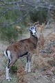 mouflon, ovis gmelini, montagne, vertébré, France, mammifère 