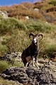  mouflon, ovis gmelini, montagne, vertébré, France, mammifère 
