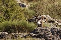  mouflon, ovis gmelini, montagne, vertébré, France, mammifère 