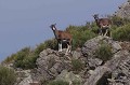  mouflon, ovis gmelini, montagne, vertébré, France, mammifère 