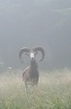  mouflon, ovis gmelini, montagne, vertébré, France, mammifère 