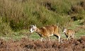  mouflon, ovis gmelini, montagne, vertébré, France, mammifère 