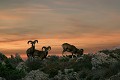  mouflon, ovis gmelini, montagne, vertébré, France, mammifère 