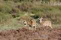  mouflon, ovis gmelini, montagne, vertébré, France, mammifère 