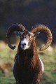  mouflon, ovis gmelini, montagne, vertébré, France, mammifère 
