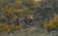  mouflon, ovis gmelini, montagne, vertébré, France, mammifère 