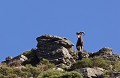  mouflon, ovis gmelini, montagne, vertébré, France, mammifère 