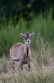  mouflon, ovis gmelini, montagne, vertébré, France, mammifère 