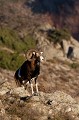  mouflon, ovis gmelini, montagne, vertébré, France, mammifère 
