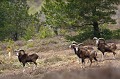  mouflon, ovis gmelini, montagne, vertébré, France, mammifère 