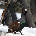  grand tétras, tetrao urogallus, montagne, vertébré, France, oiseau, Pyrénées 