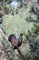  grand tétras, tetrao urogallus, montagne, vertébré, France, oiseau, Pyrénées 