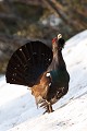  grand tétras, tetrao urogallus, montagne, vertébré, France, oiseau, Pyrénées 